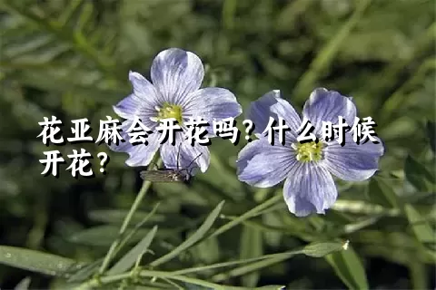 花亚麻会开花吗？什么时候开花？