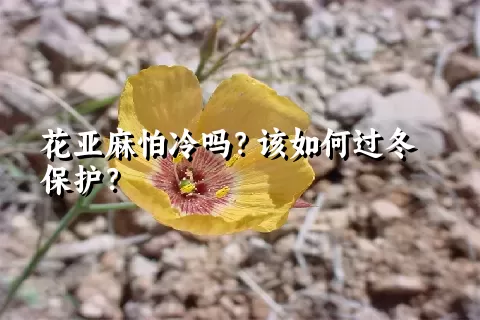 花亚麻怕冷吗？该如何过冬保护？