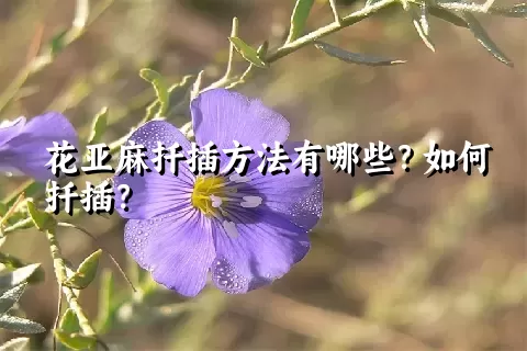 花亚麻扦插方法有哪些？如何扦插？