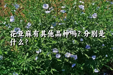 花亚麻有其他品种吗？分别是什么？