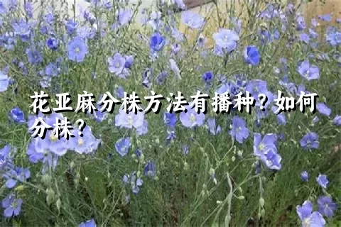 花亚麻分株方法有播种？如何分株？