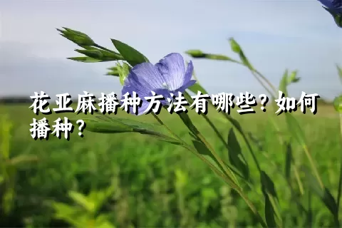 花亚麻播种方法有哪些？如何播种？