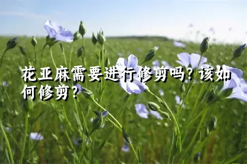 花亚麻需要进行修剪吗？该如何修剪？