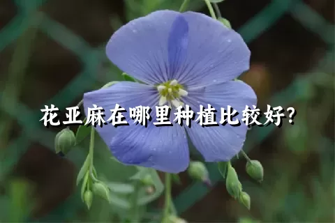 花亚麻在哪里种植比较好？