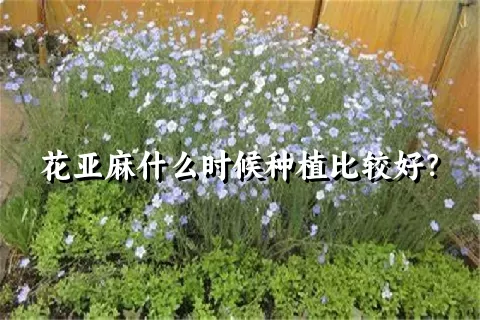 花亚麻什么时候种植比较好？