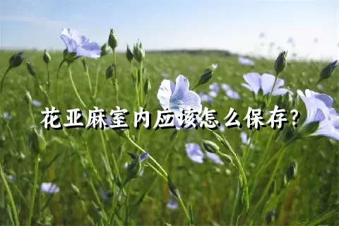 花亚麻室内应该怎么保存？