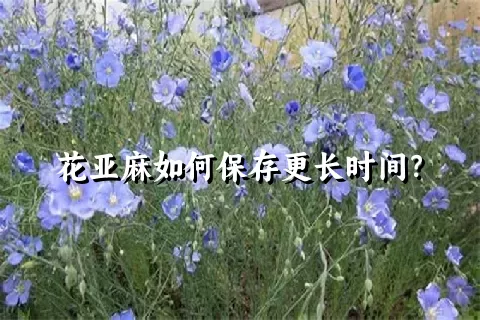 花亚麻如何保存更长时间？