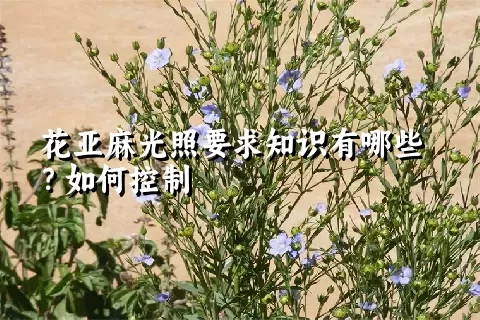 花亚麻光照要求知识有哪些？如何控制