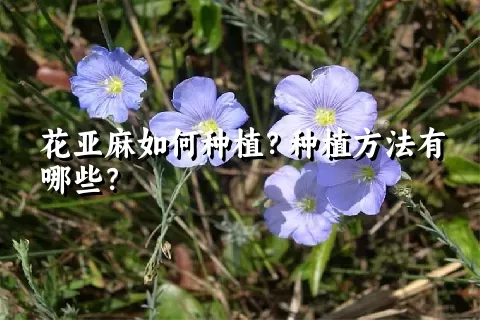 花亚麻如何种植？种植方法有哪些？