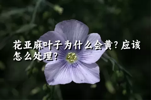 花亚麻叶子为什么会黄？应该怎么处理？