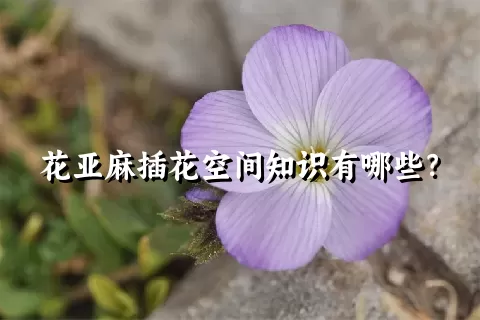 花亚麻插花空间知识有哪些？