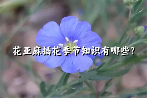 花亚麻插花季节知识有哪些？