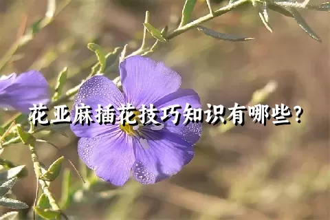 花亚麻插花技巧知识有哪些？