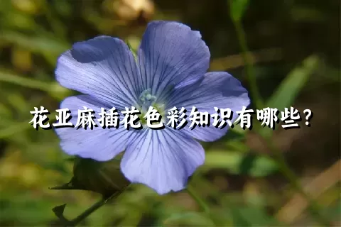 花亚麻插花色彩知识有哪些？