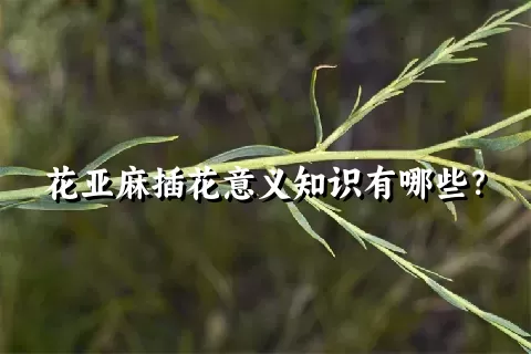 花亚麻插花意义知识有哪些？