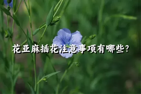 花亚麻插花注意事项有哪些？