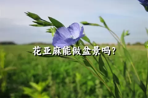 花亚麻能做盆景吗？