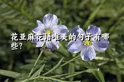 花亚麻花语唯美的句子有哪些？