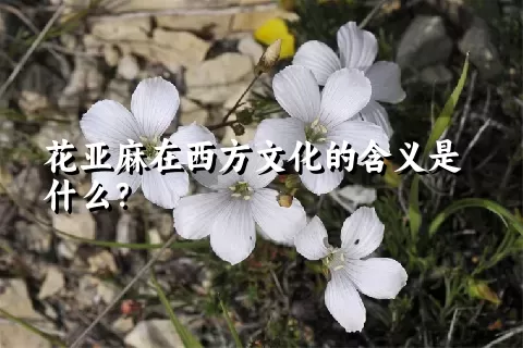 花亚麻在西方文化的含义是什么？