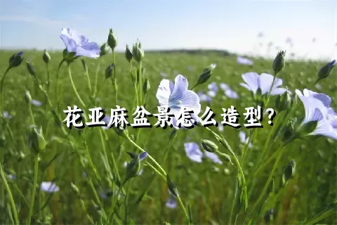 花亚麻盆景怎么造型？