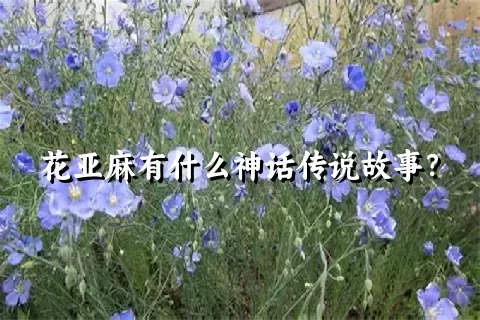 花亚麻有什么神话传说故事？