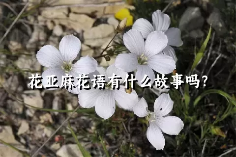 花亚麻花语有什么故事吗？