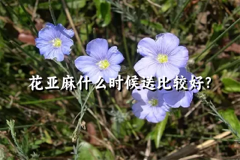 花亚麻什么时候送比较好？