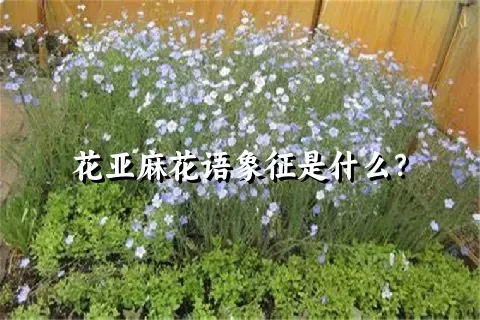 花亚麻花语象征是什么？