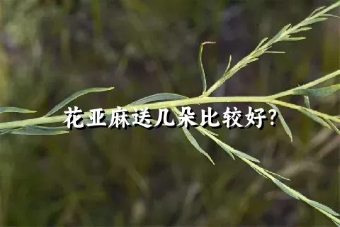 花亚麻送几朵比较好？