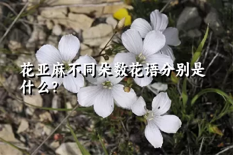 花亚麻不同朵数花语分别是什么？