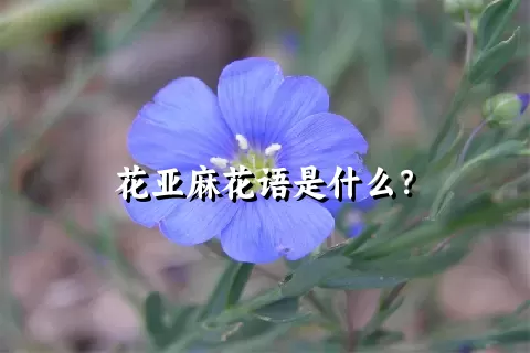 花亚麻花语是什么？