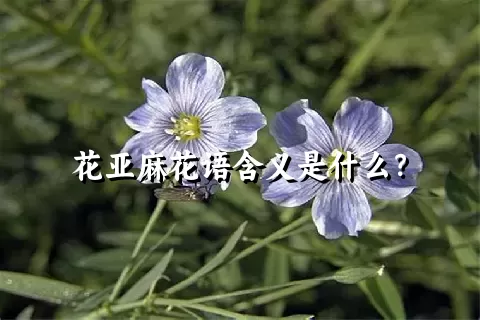 花亚麻花语含义是什么？