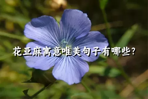 花亚麻寓意唯美句子有哪些？