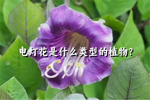 电灯花是什么类型的植物？