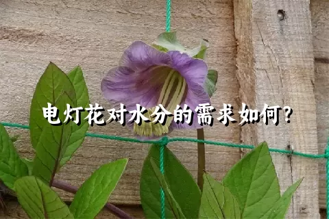 电灯花对水分的需求如何？