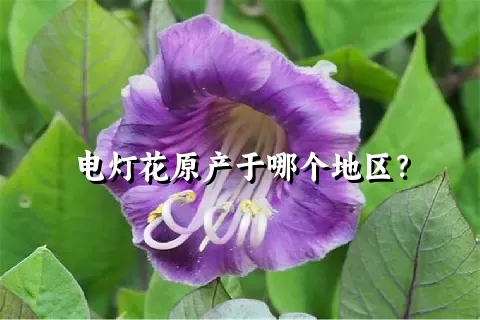 电灯花原产于哪个地区？