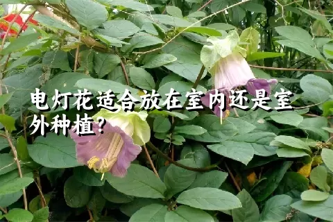 电灯花适合放在室内还是室外种植？