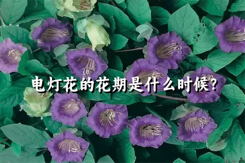 电灯花的花期是什么时候？