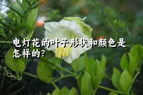 电灯花的叶子形状和颜色是怎样的？