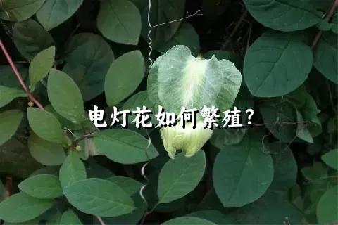 电灯花如何繁殖？