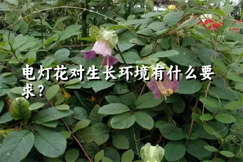 电灯花对生长环境有什么要求？