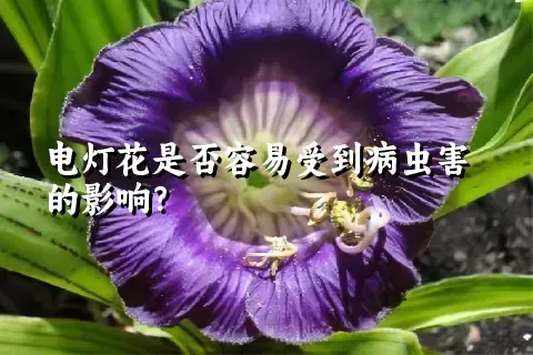 电灯花是否容易受到病虫害的影响？