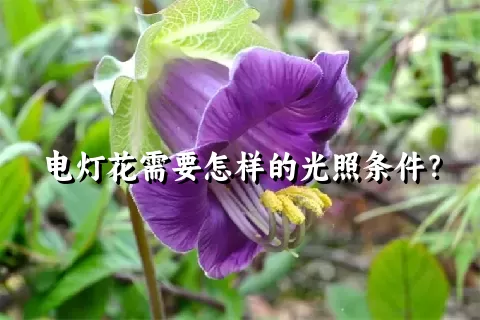 电灯花需要怎样的光照条件？