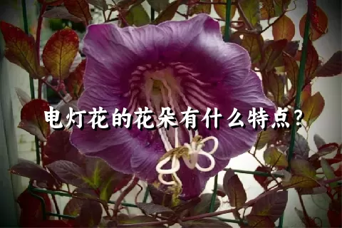 电灯花的花朵有什么特点？