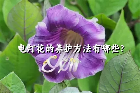 电灯花的养护方法有哪些？