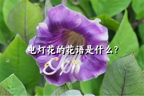 电灯花的花语是什么？