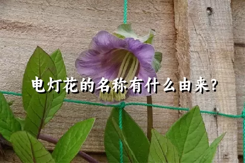 电灯花的名称有什么由来？