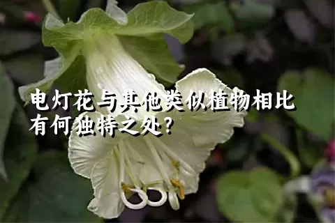 电灯花与其他类似植物相比有何独特之处？