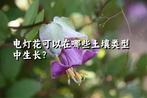 电灯花可以在哪些土壤类型中生长？