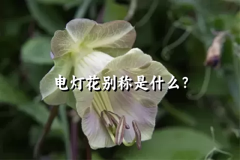 电灯花别称是什么？